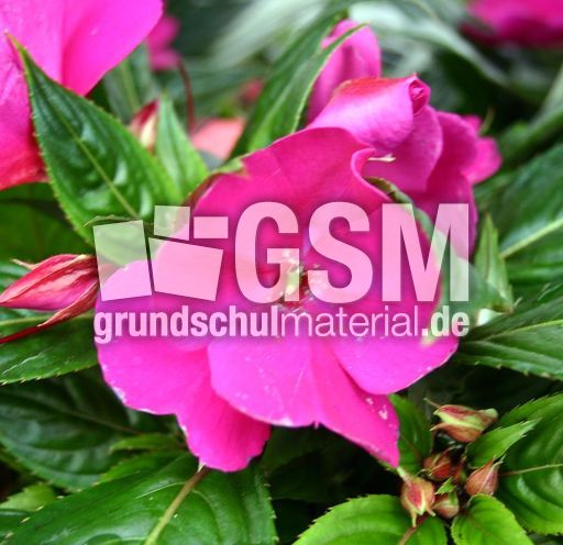 Fl-Lieschen-2.jpg